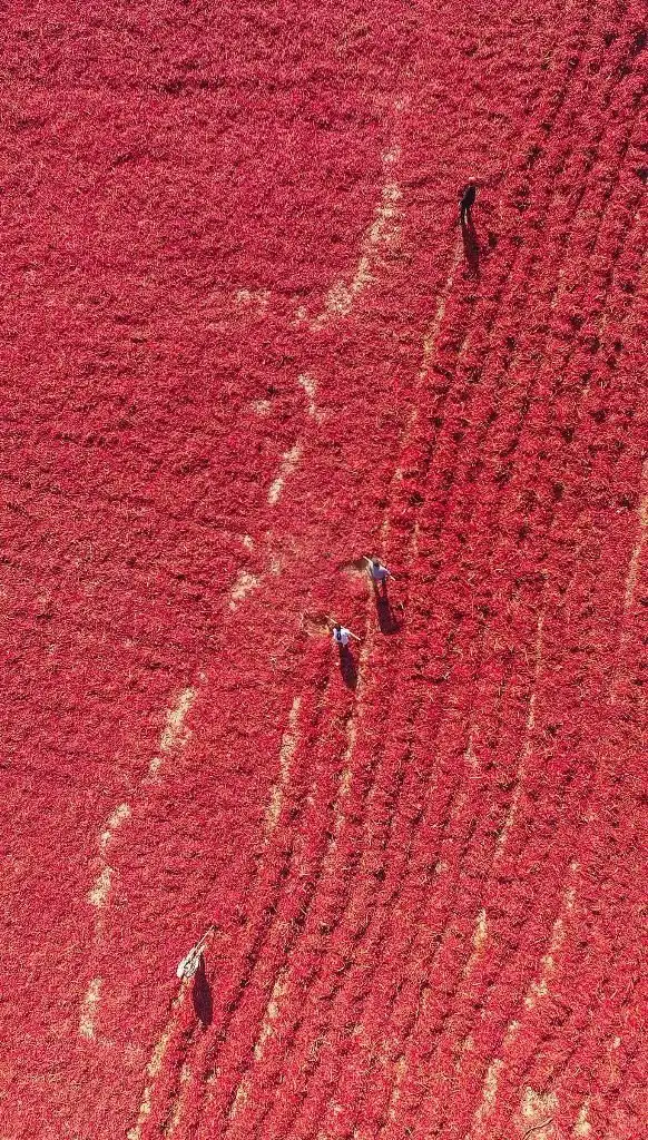 Поля перца чили в Китае