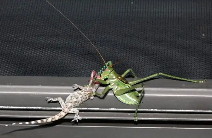 Дьявольский красноглазый кузнечик: Страх и ненависть в кузнечике. Жесткий хищник с шипами