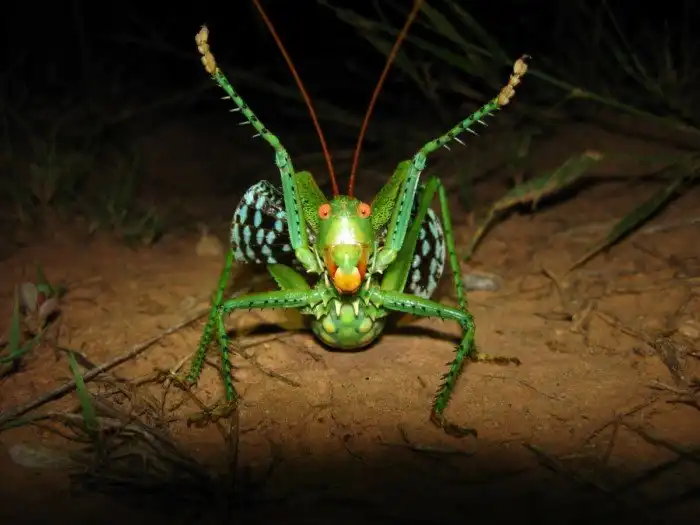 Дьявольский красноглазый кузнечик: Страх и ненависть в кузнечике. Жесткий хищник с шипами