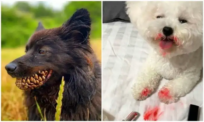 24 случая, когда питомцы чуть не довели хозяев до инфаркта