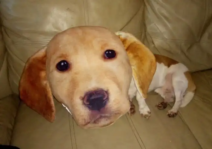 24 случая, когда питомцы чуть не довели хозяев до инфаркта