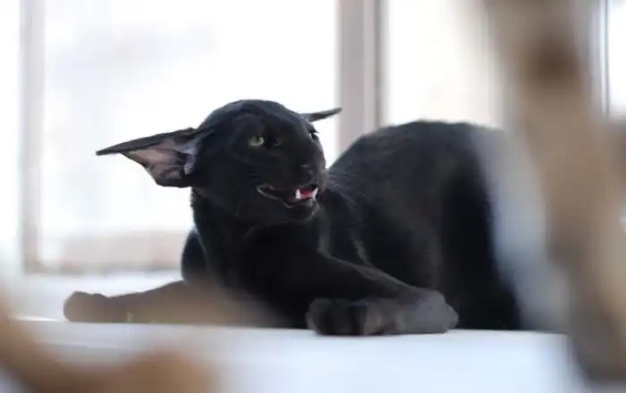 Ориентал: Теперь Добби свободен? Что за порода кошек-гоблинов?