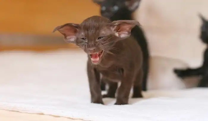 Ориентал: Теперь Добби свободен? Что за порода кошек-гоблинов?