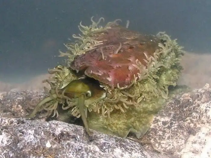 Морское ухо: Тот, кого мы едим, кем лечимся, кого носим на теле