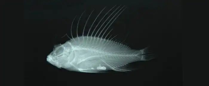 Радиальная крылатка: Драки на ядовитых шипах и жизнь на густонаселённом рифе