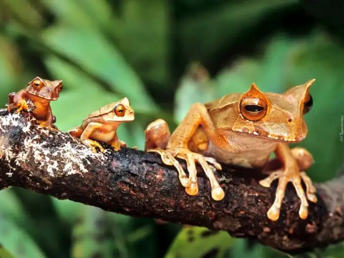 Хемифрактиды: Чернобыльские монстры отдыхают, или как из лягушек растут другие лягушки