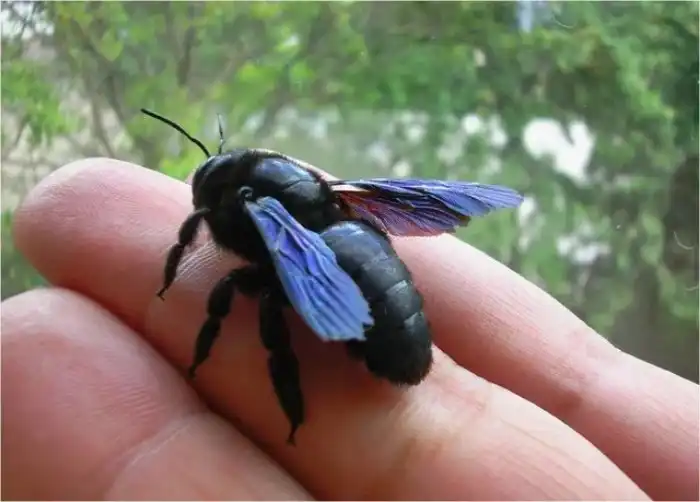 Пчела-плотник: Гигантское чёрное насекомое из деревни. Опасно ли оно?