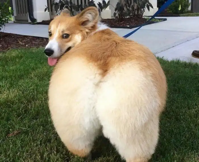 На что идут хозяева, чтобы их собака соответствовала стандартам породы? Поднимаем серьёзную этическую проблему