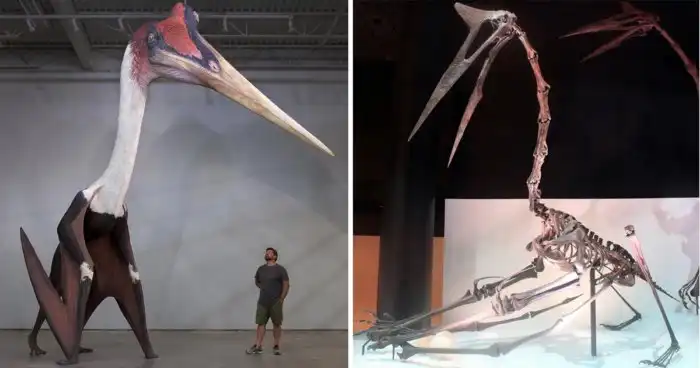 Кетцалькоатль: Крупнейшее летающее существо в истории планеты. Как 10 метров и 250 кг могли летать?