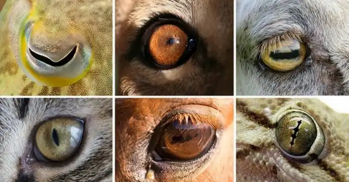 Круглые, вертикальные, прямоугольные и даже в форме замочной скважины! Почему зрачки такие разные?