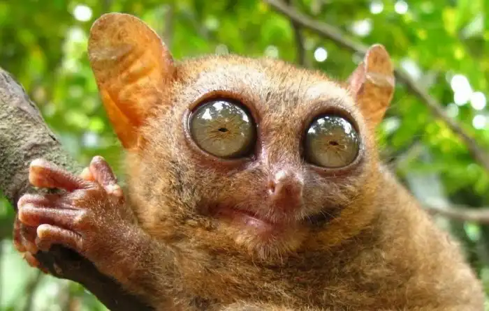 Круглые, вертикальные, прямоугольные и даже в форме замочной скважины! Почему зрачки такие разные?