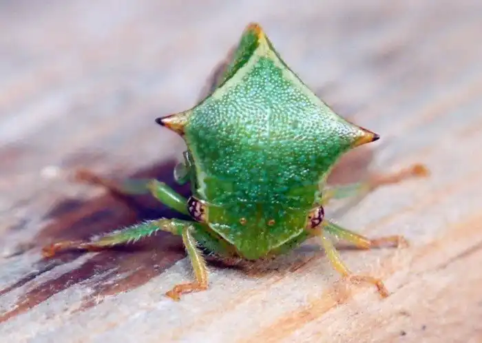 Буйвол-горбатка: Из Америки с любовью. Как вредитель Нового Света уничтожает растения Европы