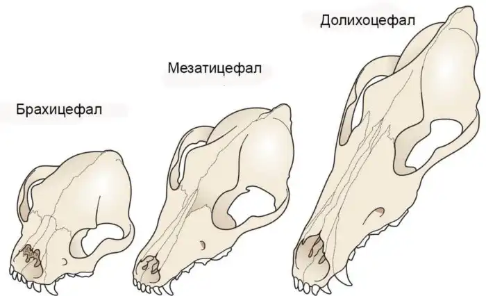 Брахицефалия: Мука длиною в жизнь. Правда о всех «плоскомордых» породах собак