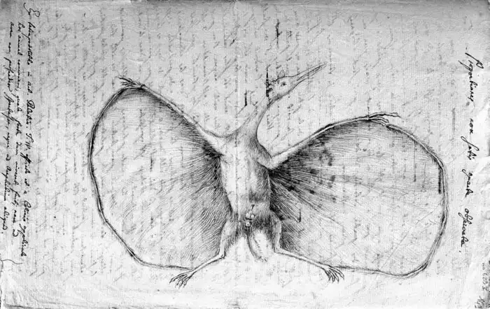 Птеродактиль: Развеиваем мифы из кино. «Гигантский летающий ящер» на самом деле пуська размером с ворону.