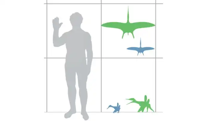 Птеродактиль: Развеиваем мифы из кино. «Гигантский летающий ящер» на самом деле пуська размером с ворону.