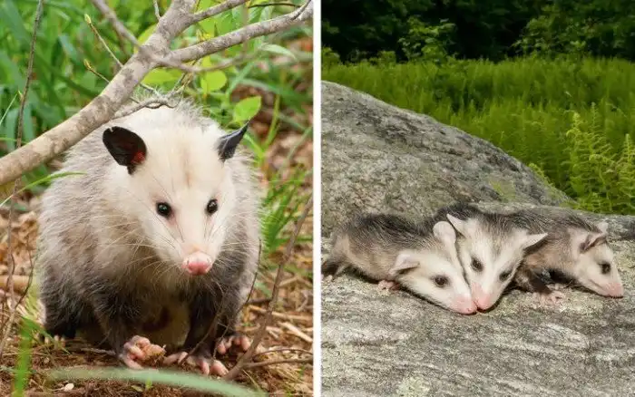 Беременность у животных длится совсем не так, как у людей. И вот 16 милейших примеров