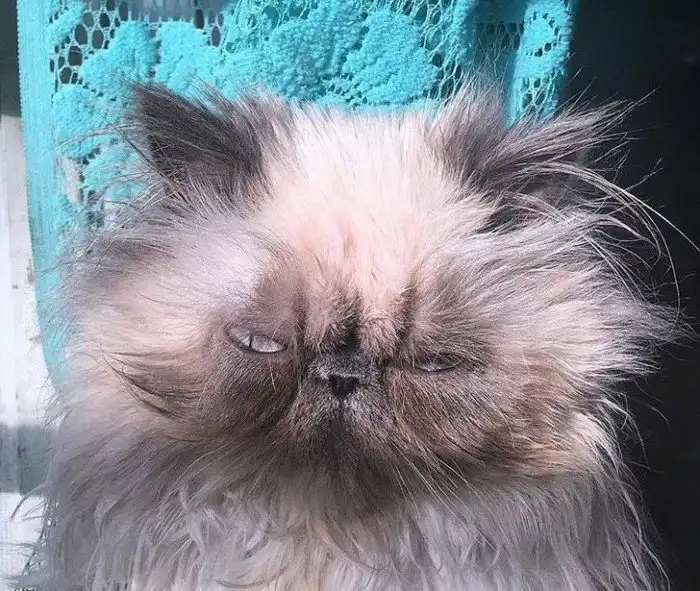 20 человек, которые пытались сделать милое фото своего кота и опять потерпели фиаско