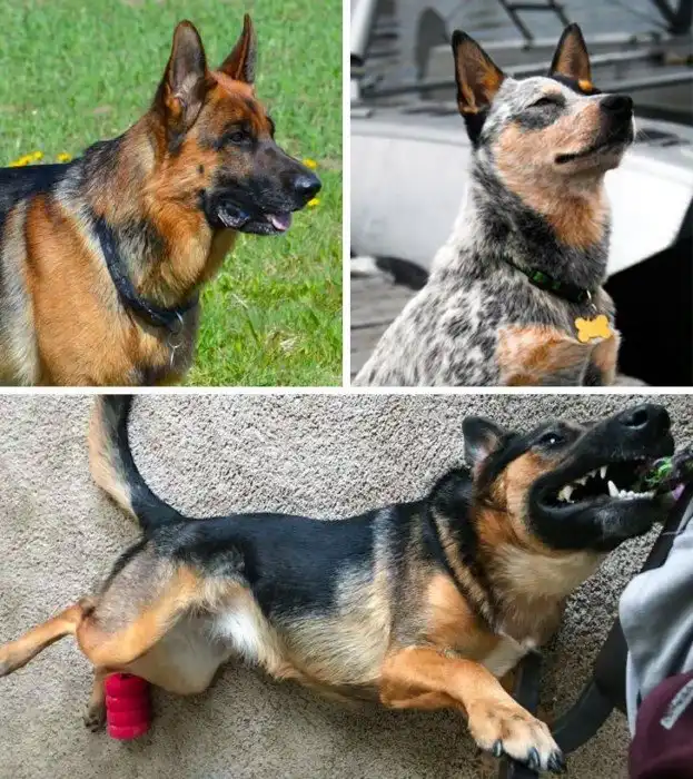 15 нечистокровных собак, которые с легкостью обгонят породистых в гонке на привлекательность