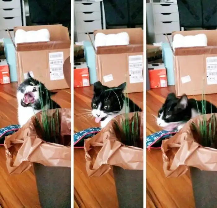 19 доказательств того, что и у животных бывают фото, под которыми они написали бы: «Удали!»