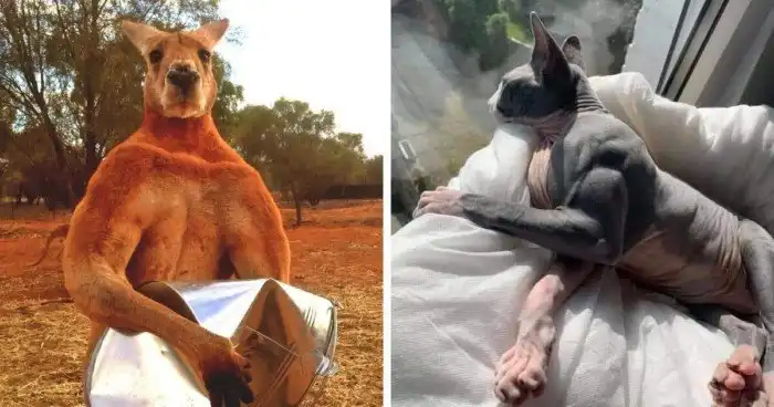 16 животных, которые на фото выглядят как качки