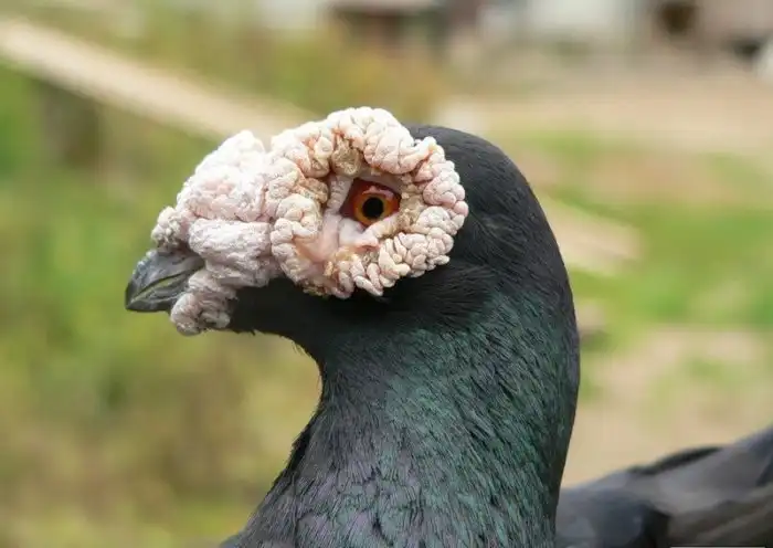 Голубь-дракон: Монстр в отставке. Крутейшие в прошлом почтовые голуби больше не нужны людям