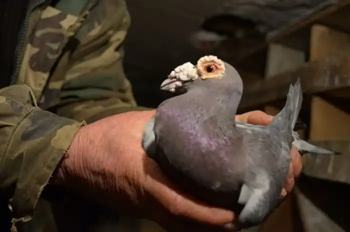 Голубь-дракон: Монстр в отставке. Крутейшие в прошлом почтовые голуби больше не нужны людям