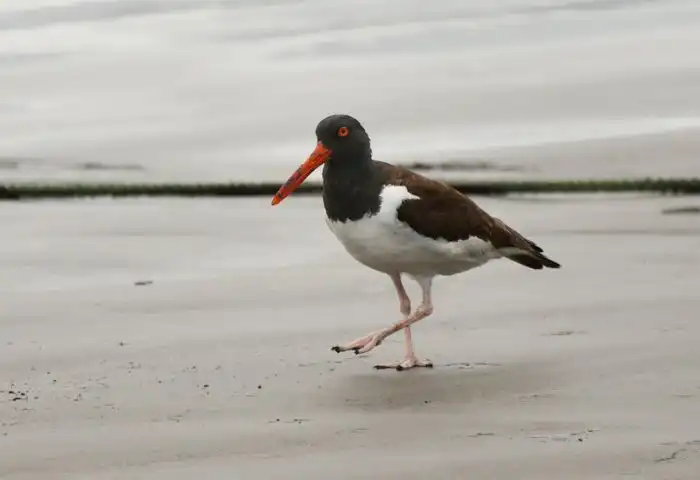 Кулик-сорока: Странные птицы, которые кричат на землю. Зачем они это делают?