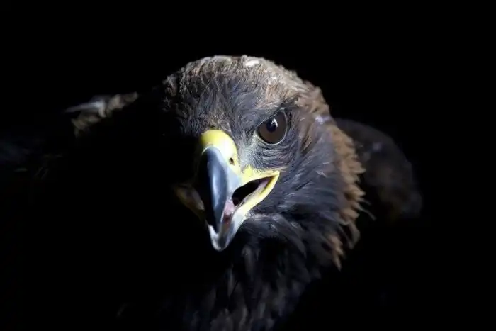 Беркут: Закрытая территория. Что будет с тем, кто пересёк его владения?