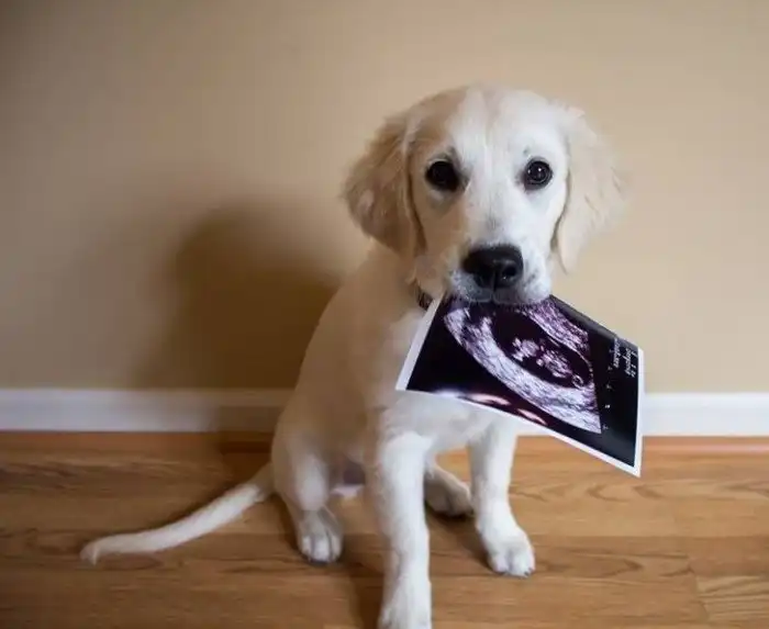 14 фото, которые под завязку наполнят ваш день радостью