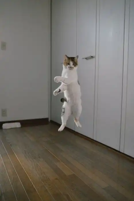 Кот-прыгун стал новым героем фотошоп-битвы в Сети