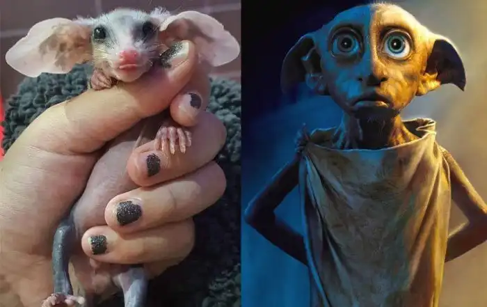Белобрюхий опоссум: Добби из Гарри Поттера в реальности. Ушастый, сумчатый и сверхплодовитый