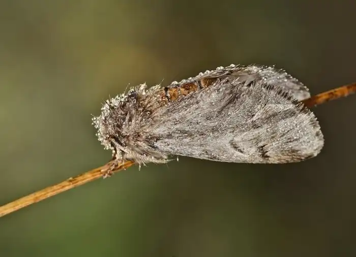 Походный шелкопряд: Ниточка, которую нельзя игнорировать. Зачем ядовитые гусеницы соединяются в длинный живой «поезд»?