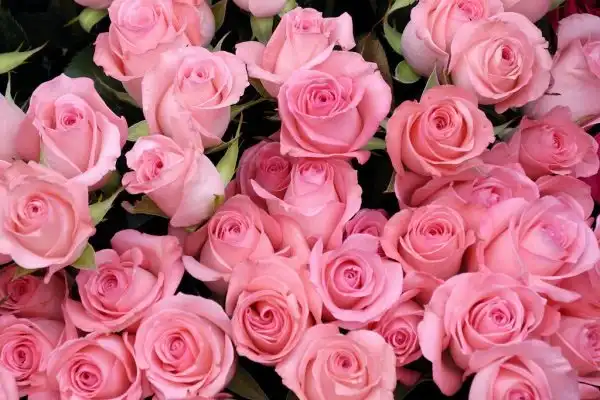 Розы: широкий выбор в интернет-магазинах