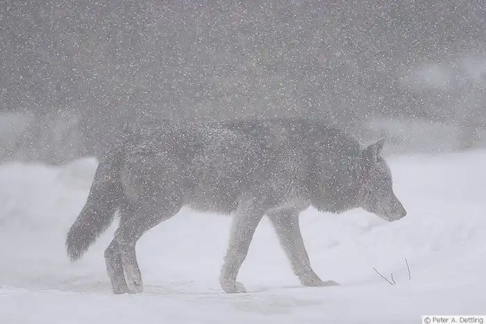 Зимняя спячка: Как это работает, и почему медведь никогда в неё не впадает по-настоящему?