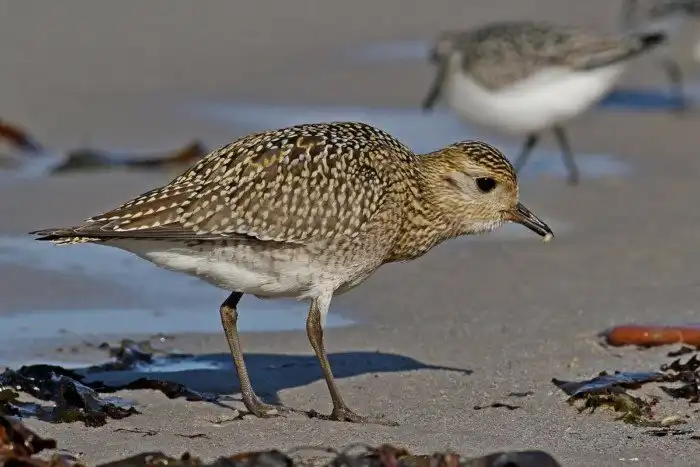 Золотистая ржанка: Птенцы неотличимы от мха. Не раздавите случайно чудо природы!