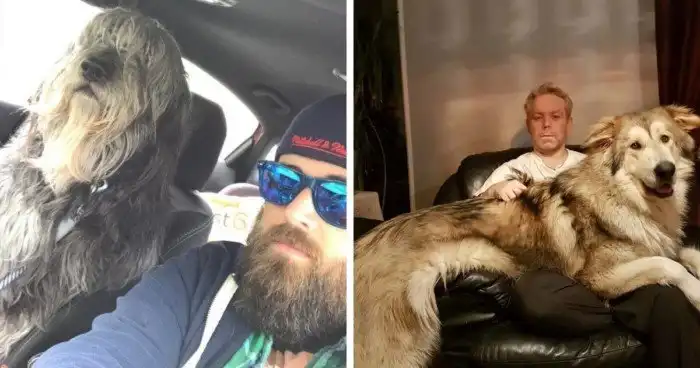 16 пёсиков, которые уверены, что они ручные