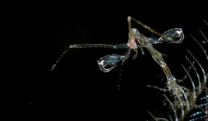 Морская козочка: Подводный вариант «богомола». Острые клешни, яд и злые самки, которые убивают партнера