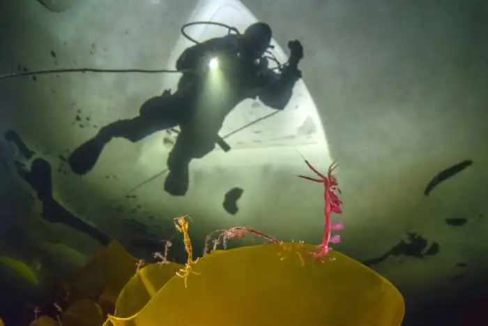 Морская козочка: Подводный вариант «богомола». Острые клешни, яд и злые самки, которые убивают партнера