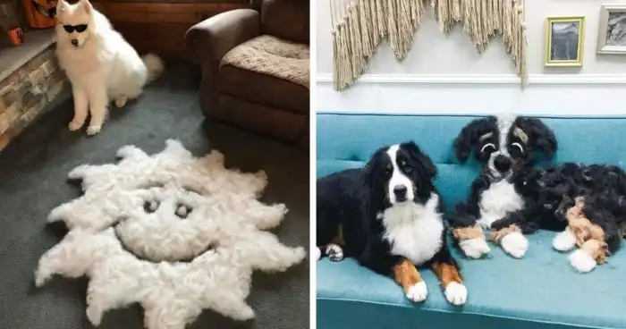 Хозяева показали сколько шерсти можно счесать с собаки