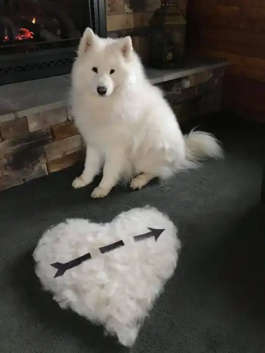 Хозяева показали сколько шерсти можно счесать с собаки