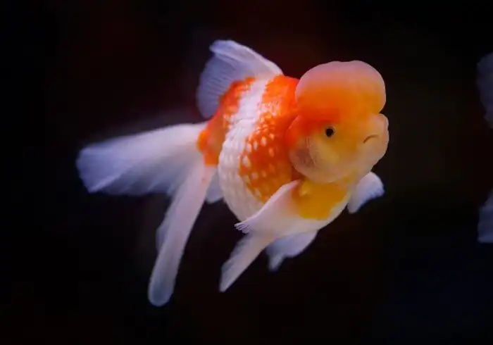 Жемчужинка: Чёрная селекция. Человек заставил рыб переносить тяжёлую болезнь ради своей прихоти