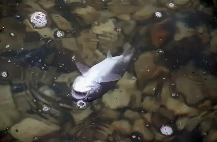 Почему погибшие рыбки всплывают кверху брюхом?