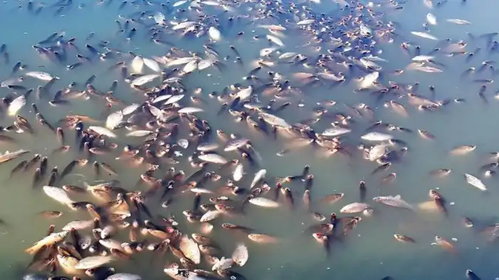 Почему погибшие рыбки всплывают кверху брюхом?