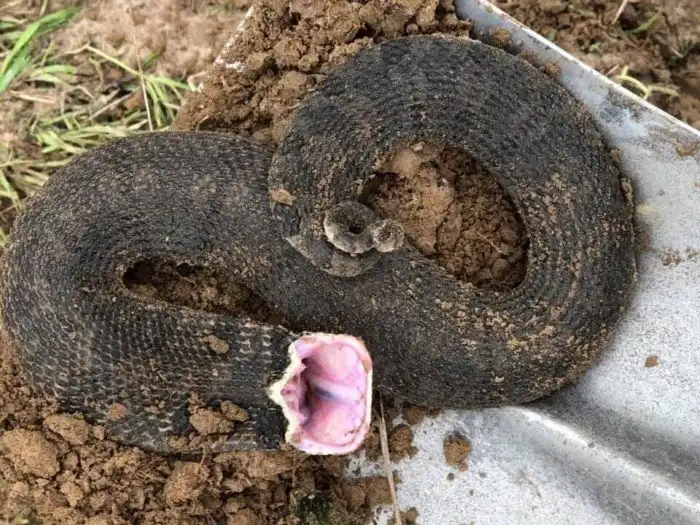 Широконосая восточная змея: Смешной носок спускает жаб, как воздушные шарики