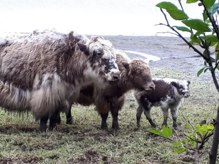 Почему учёным не удалось клонировать мамонта, несмотря на все успехи генетики?