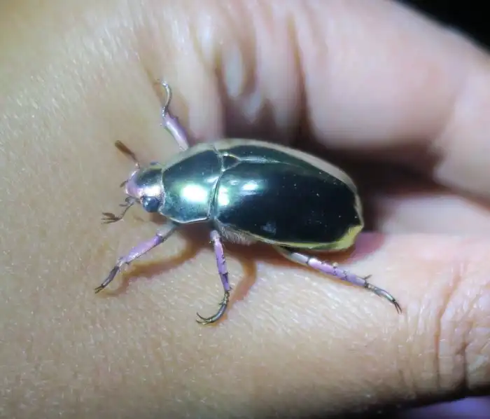 Зеркальный скарабей: Причина отправиться в лес. Серебряные и золотые жуки, которые ценятся дороже золота