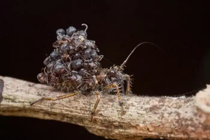 Клоп-хищнец: Коллекционер муравьиных душ. Зачем маньяк микромира таскает на себе гору из мертвецов?