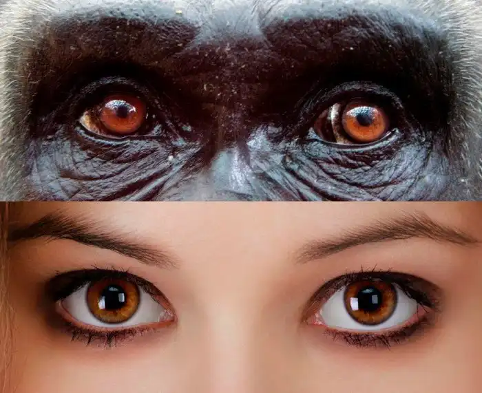 Какое эволюционное преимущество дает человеку белая склера глаза?