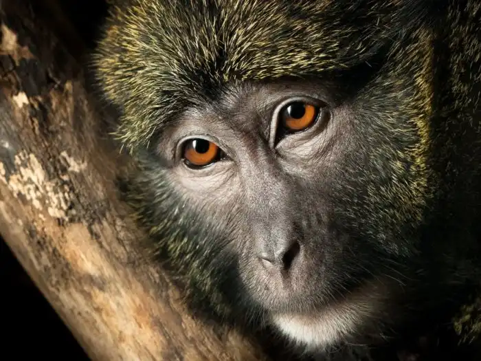 Какое эволюционное преимущество дает человеку белая склера глаза?