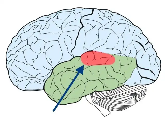 Почему некоторые песни постоянно «крутятся» в голове?